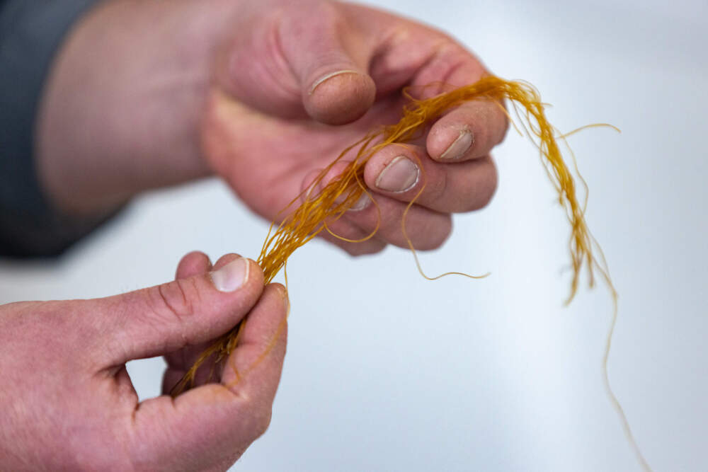 Co-founder and chief scientific officer Ryan Sylvia holds dried EdiMembre’s high protein strands. (Jesse Costa/WBUR)