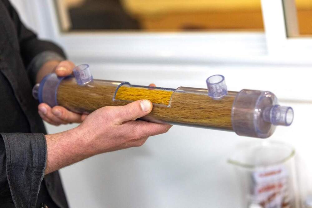 Co-founder and chief scientific officer Ryan Sylvia holds a hollow fiber bioreactor filled with EdiMembre’s high protein strands. (Jesse Costa/WBUR)
