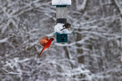 How 'slow birding' — a bird-watching method for novices — works