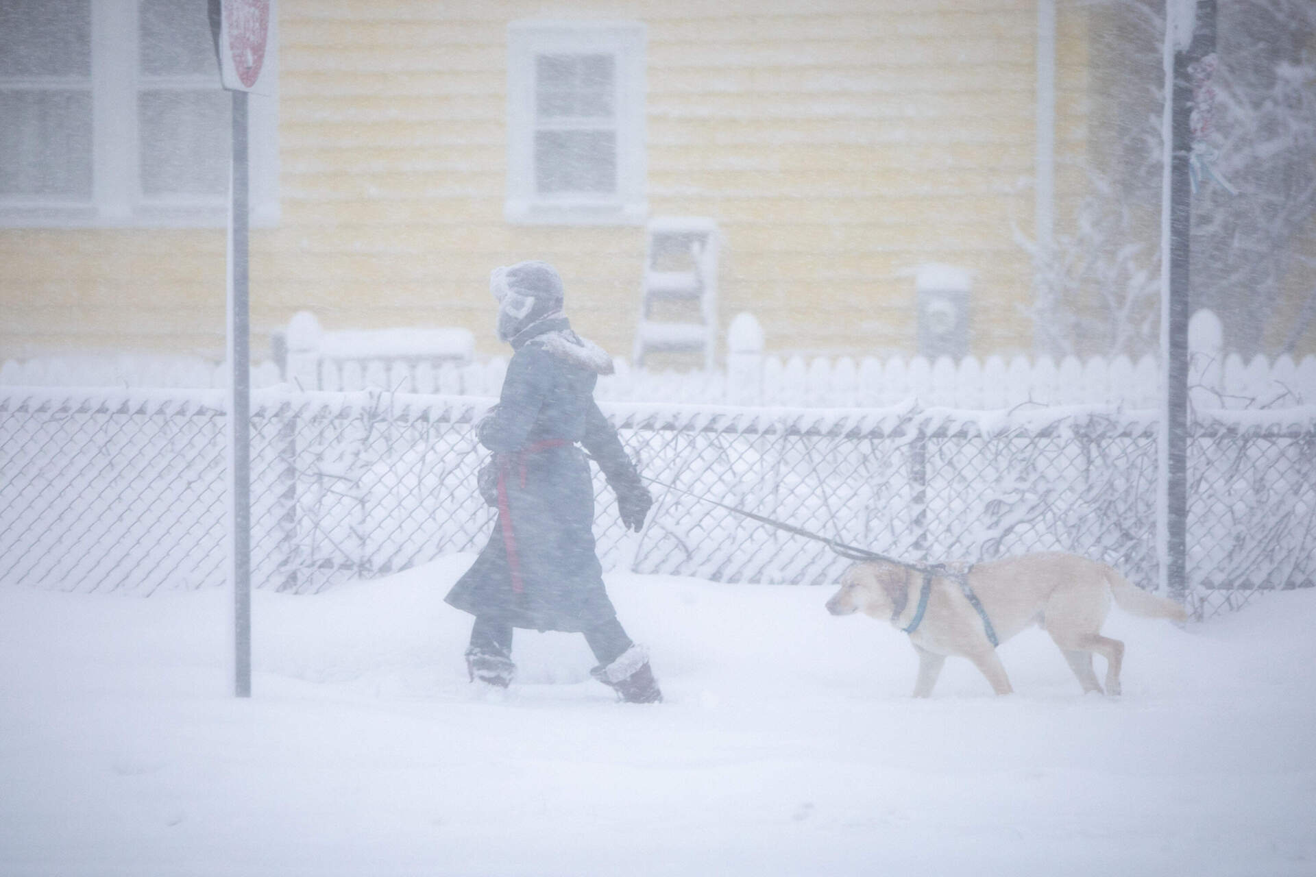 A person takes their reluctant dog on an early morning walk despite the wind and snow as the nor'easter hits Cambridge. (Robin Lubbock/WBUR)