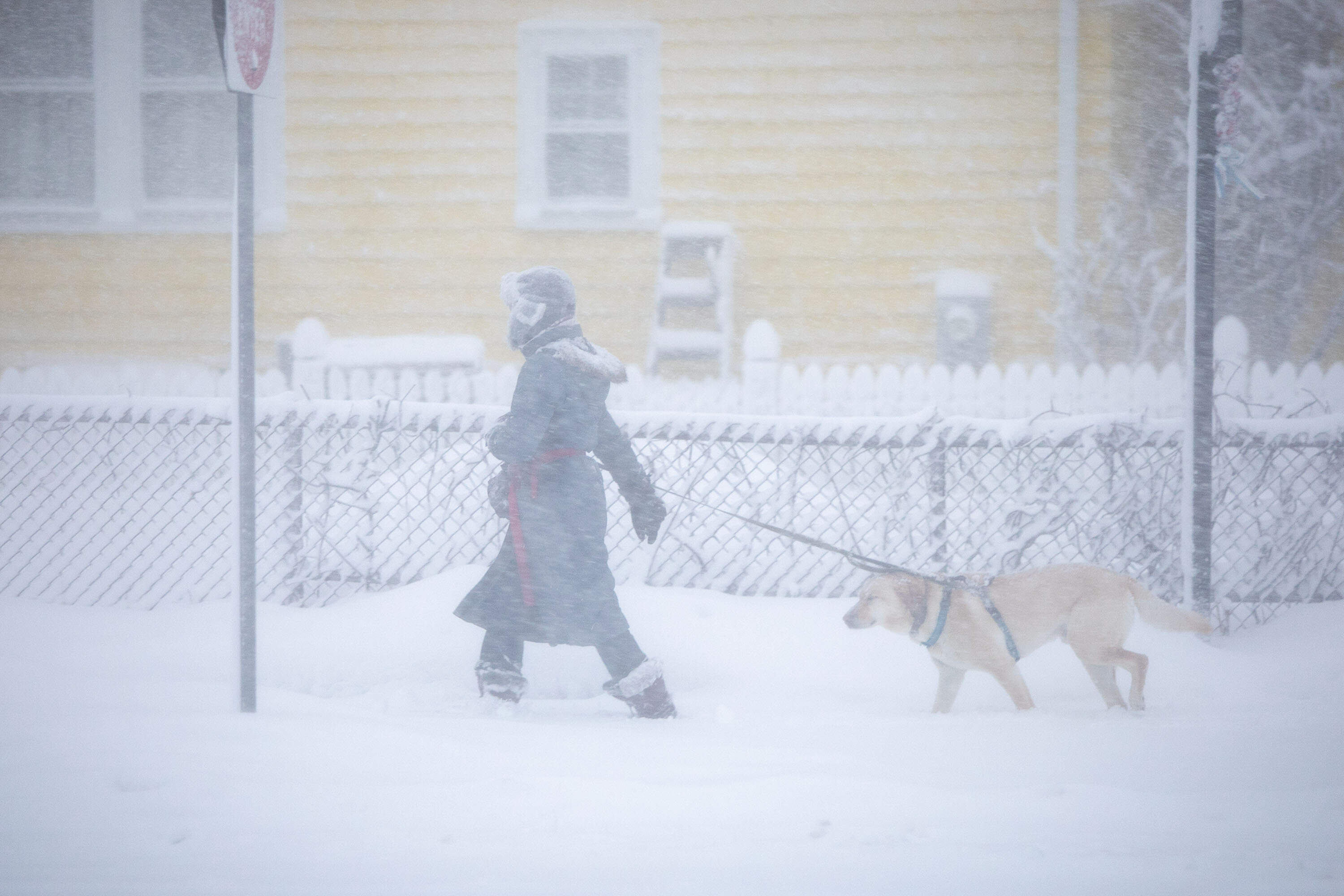 A reluctant dog and its owner take an early morning a walk in the wind and snow, as a nor'easter hits Cambridge, Mass. (Robin Lubbock/WBUR)