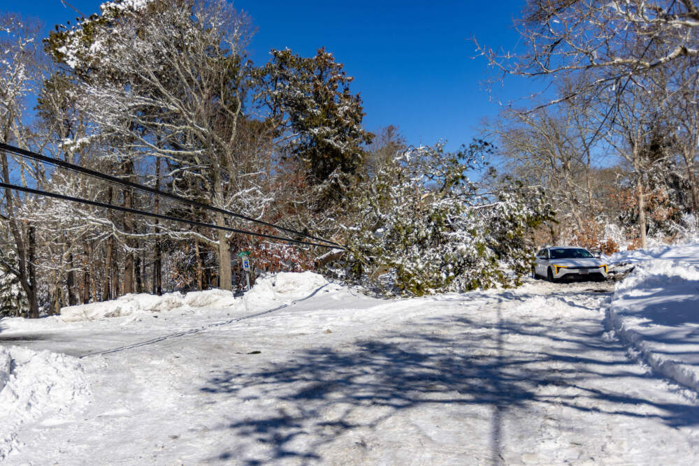 Dan Lynch is stuck in a sinkhole on the side of the road after attempting to maneuver around a fallen tree on Rote 6A in Yarmouth. (Jesse Costa/WBUR)