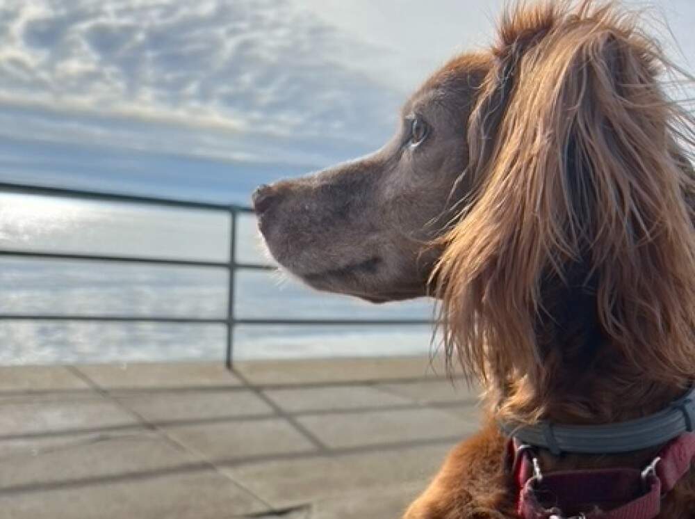 Belle, the author's Field Irish Setter, on one of their walks along the beach. (Courtesy Anne Driscoll)