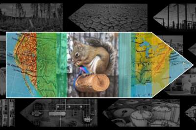 Endangered squirrel clings to life high atop Arizona mountain