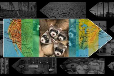 Clones of endangered ferrets offer path to recovery, scientists say