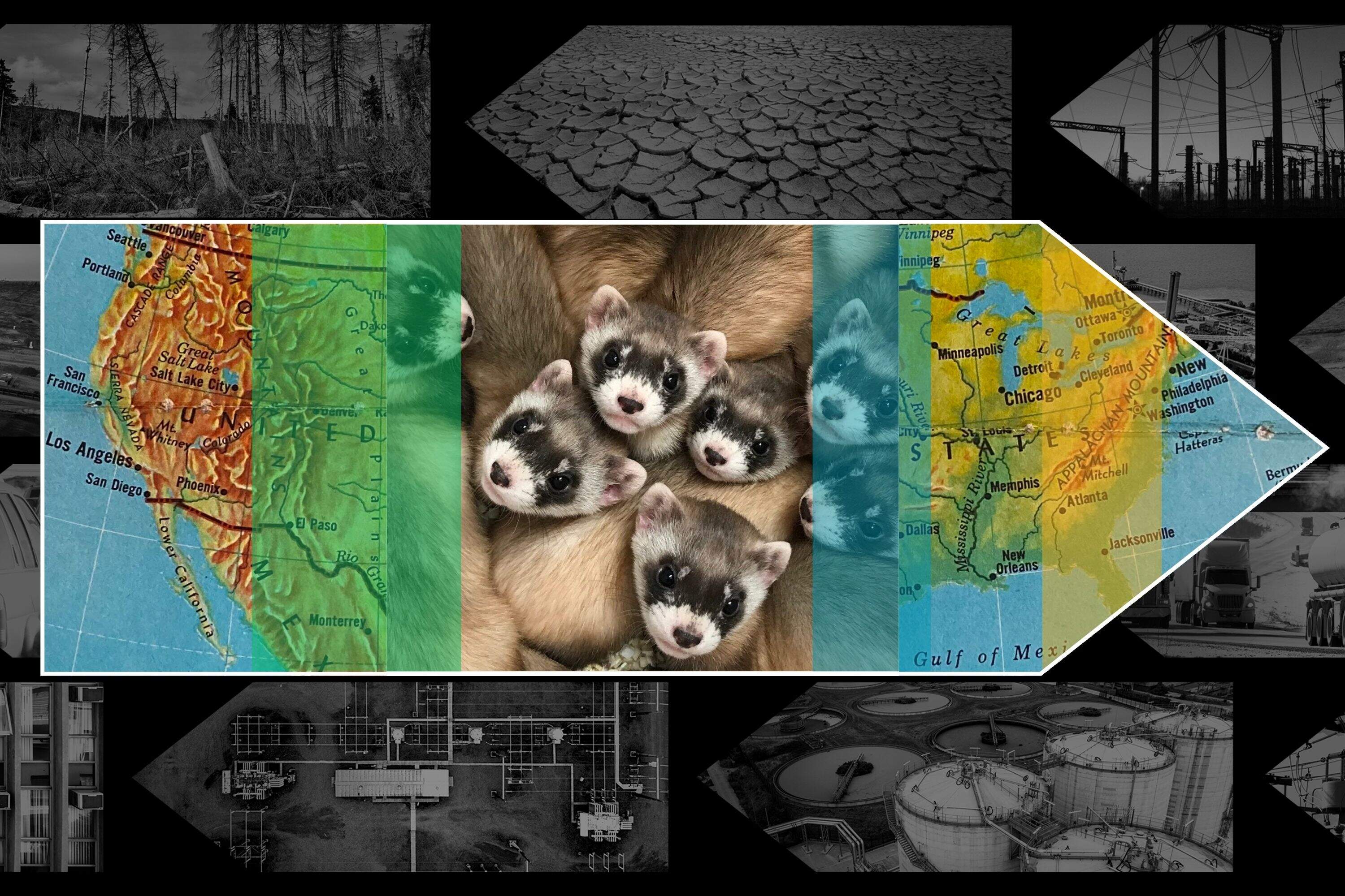 Clones of endangered ferrets offer path to recovery, scientists say