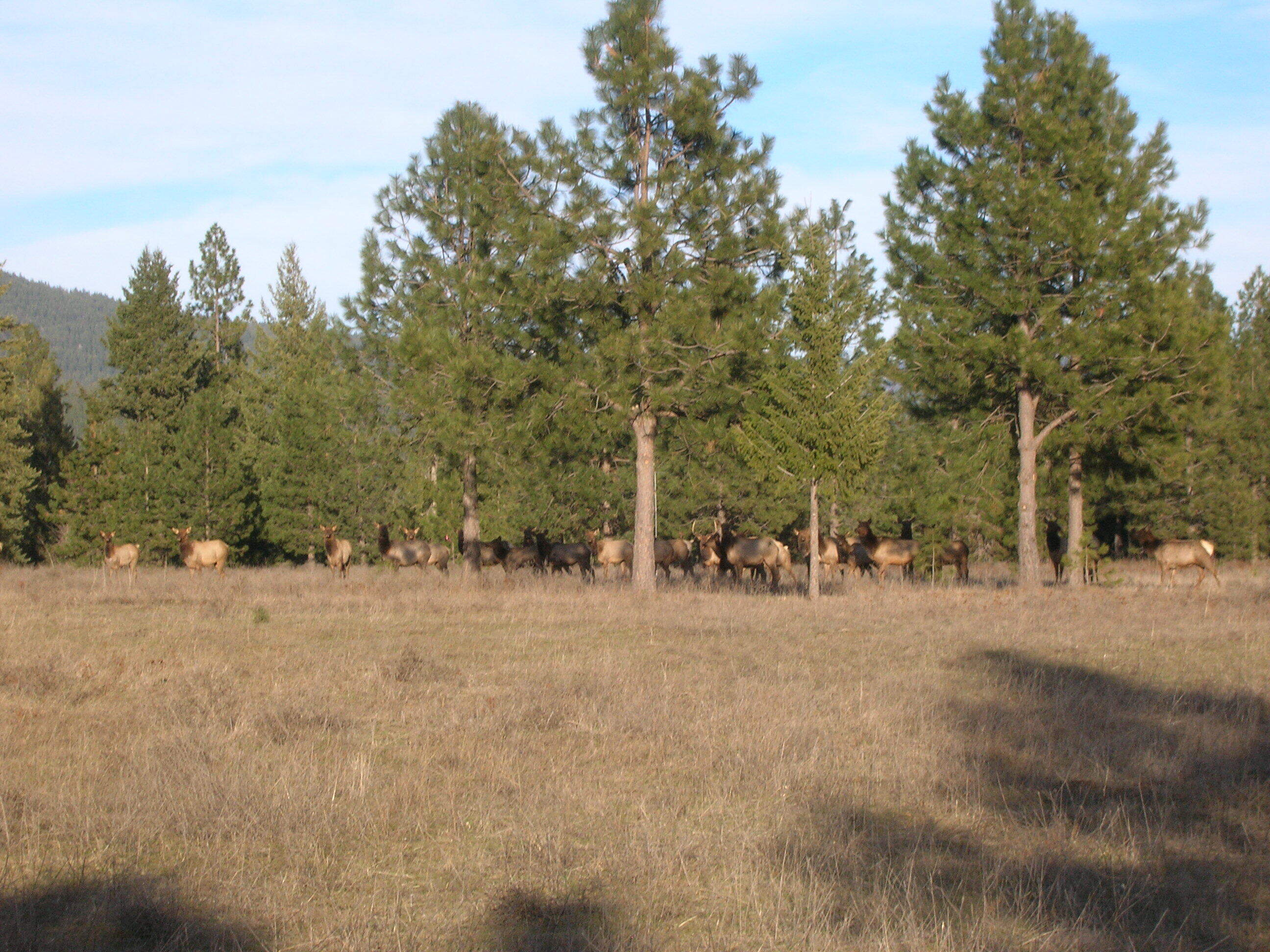An Elk herd on the tree farm in 2023. (Courtesy of Lynn and Becky Miner)