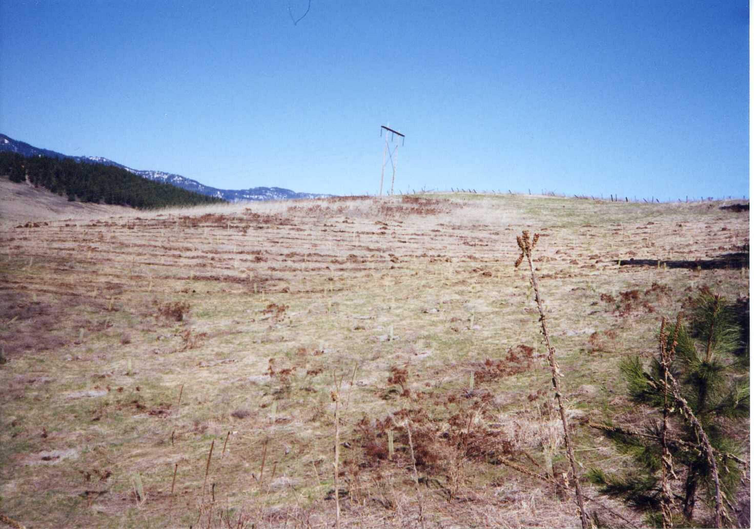 The hill on the tree farm in 1999. (Courtesy of Lynn and Becky Miner)