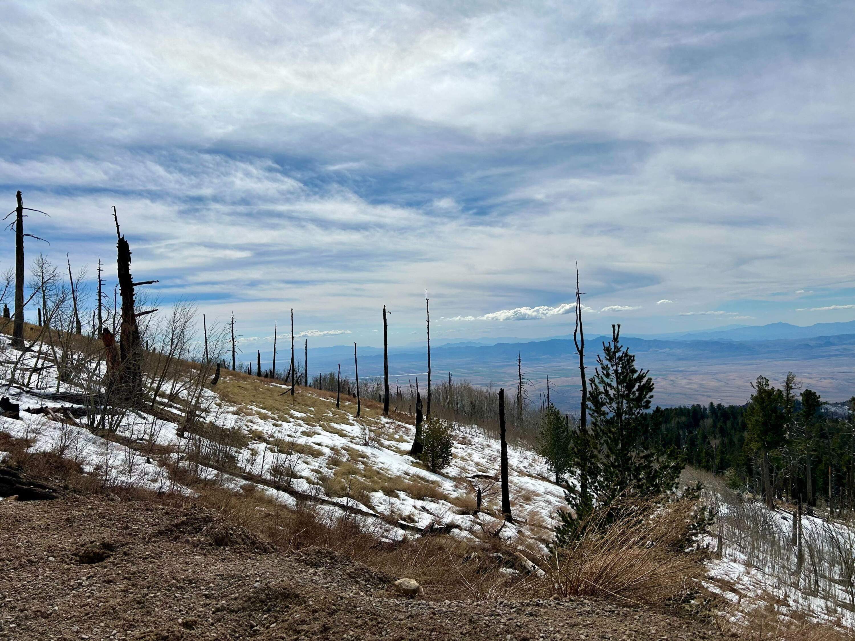 A wildfire in 2017 wiped out critical habitat for the endangered Mt. Graham red squirrel. Nearly a decade later, the burn scars remain. (Peter O'Dowd/Here & Now)