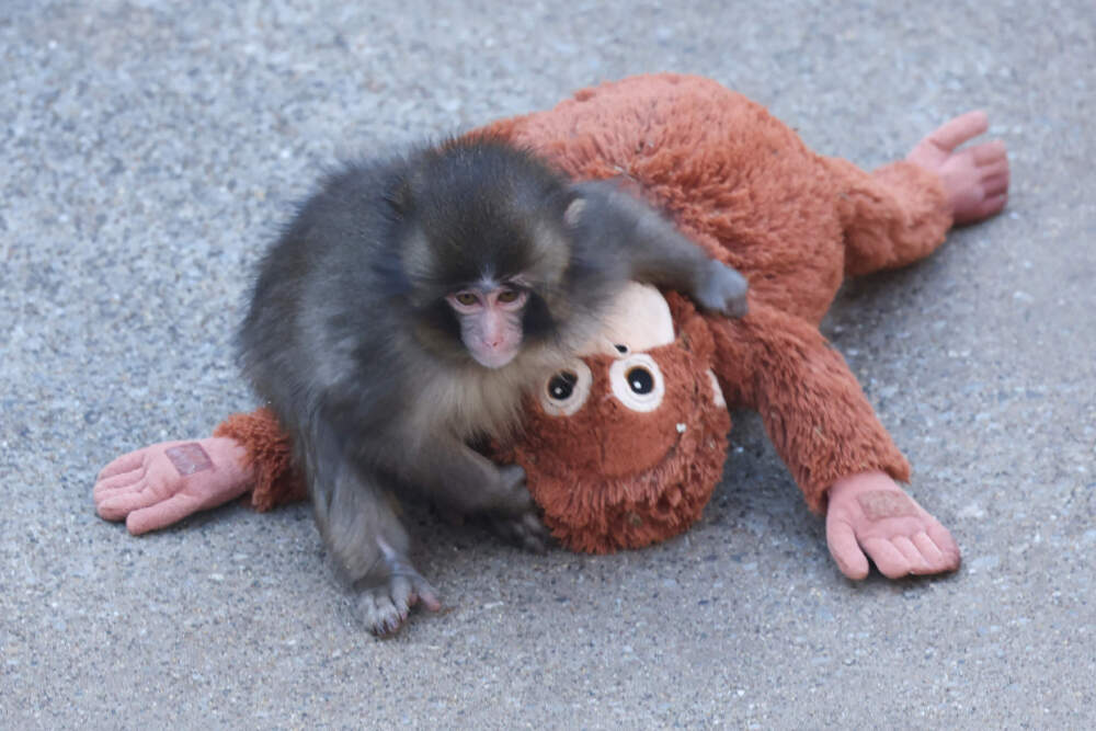 This photo taken on February 19, 2026 shows a 7 month-old male macaque monkey named Punch, who was abandoned by his mother shortly after birth, spending time with a stuffed orangutan toy at Ichikawa City Zoo and Botanical Gardens in Chiba Prefecture. (Jiji press/AFP via Getty Images)