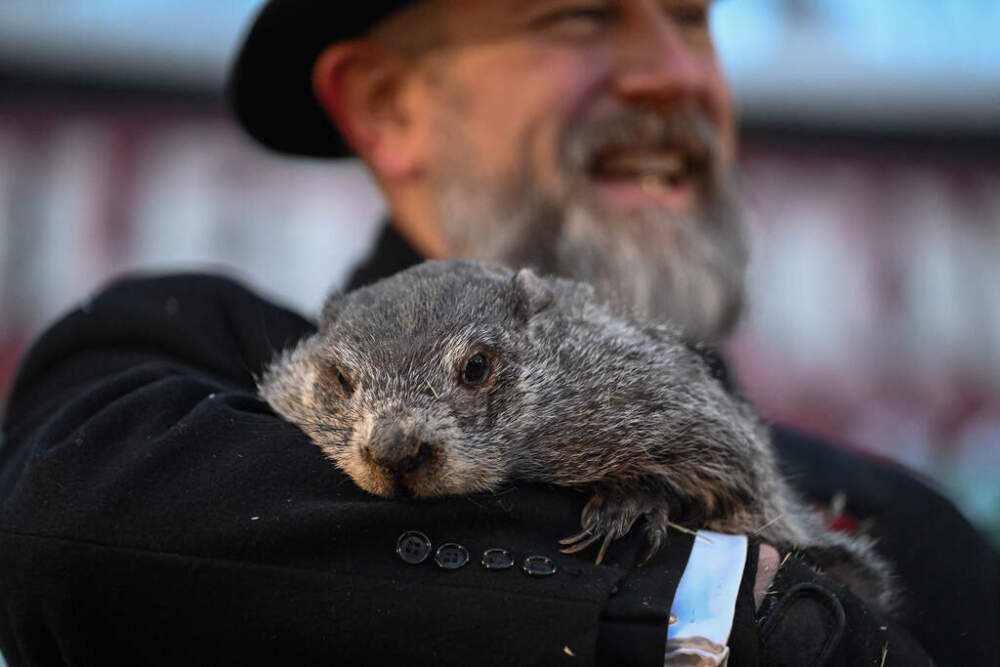 Groundhog Club handler A.J. Dereume holds Punxsutawney Phil during Monday's celebration of Groundhog Day in Punxsutawney, Pennsylvania. (Barry Reeger/AP)