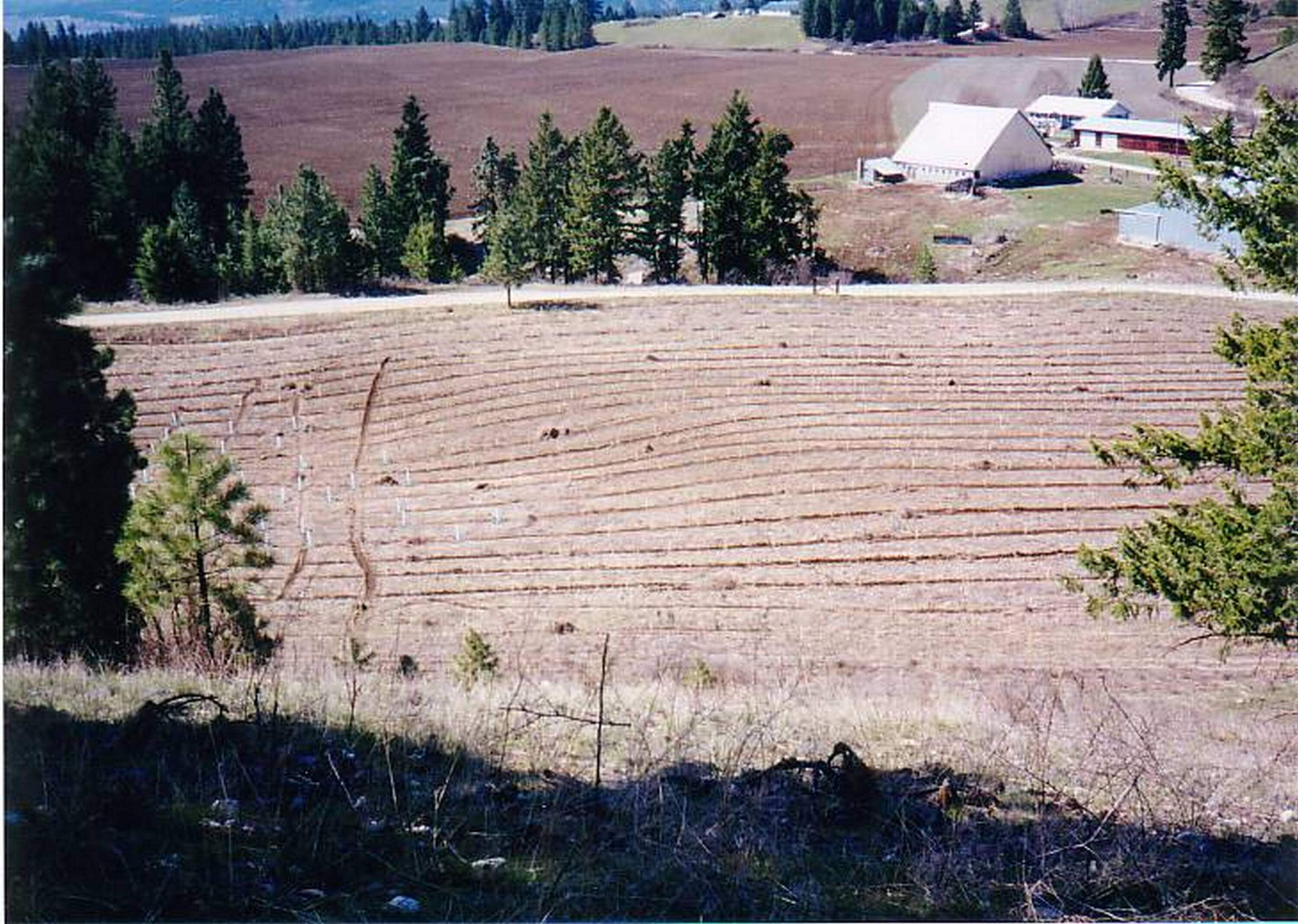 The farm cleared of sick trees in 1997. (Courtesy of Lynn and Becky Miner)
