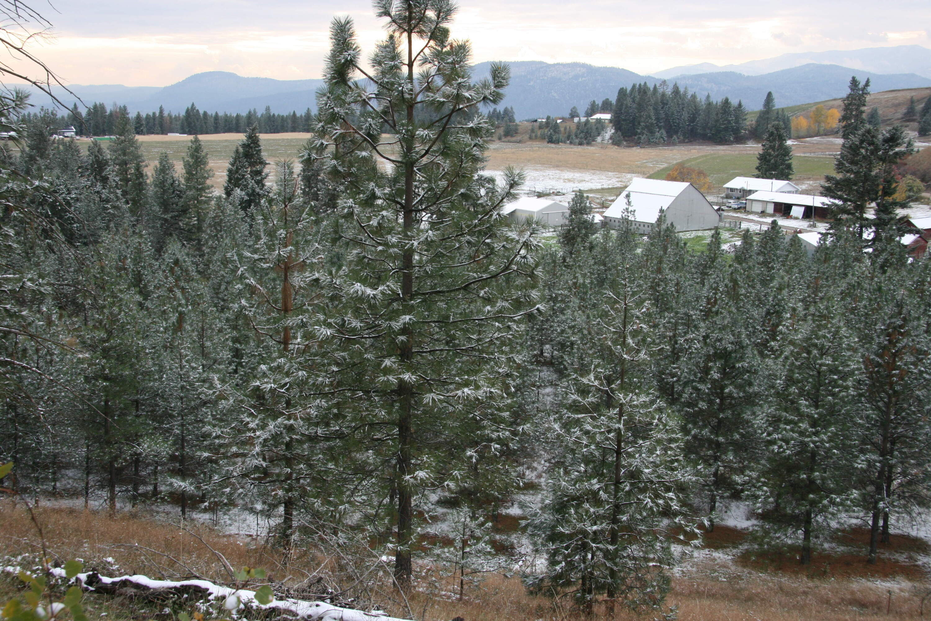 The farm with trees in 2023. (Courtesy of Lynn and Becky Miner)