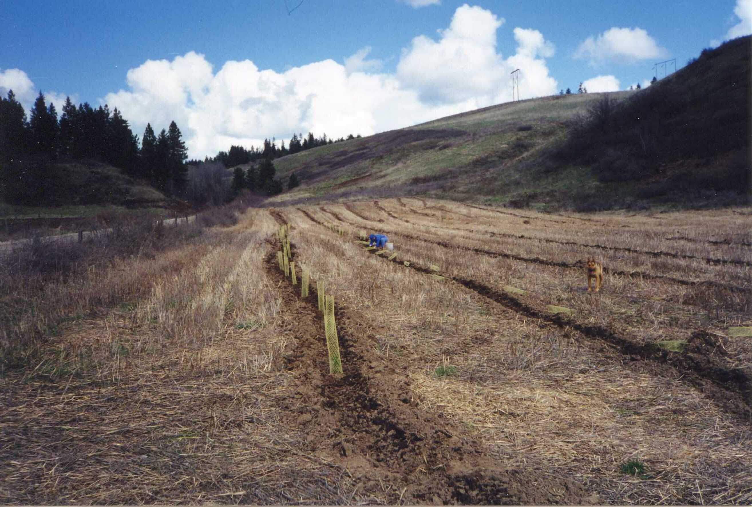 Planting in 1998. (Courtesy of Lynn and Becky Miner)