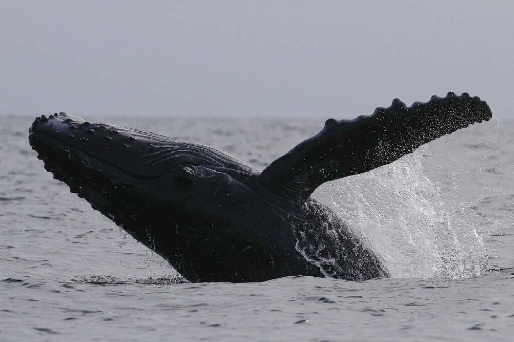 A humpback whale breaches off near Iguana Island,, Panama, Sunday, July 14, 2024. (Matias Delacroix/AP File)