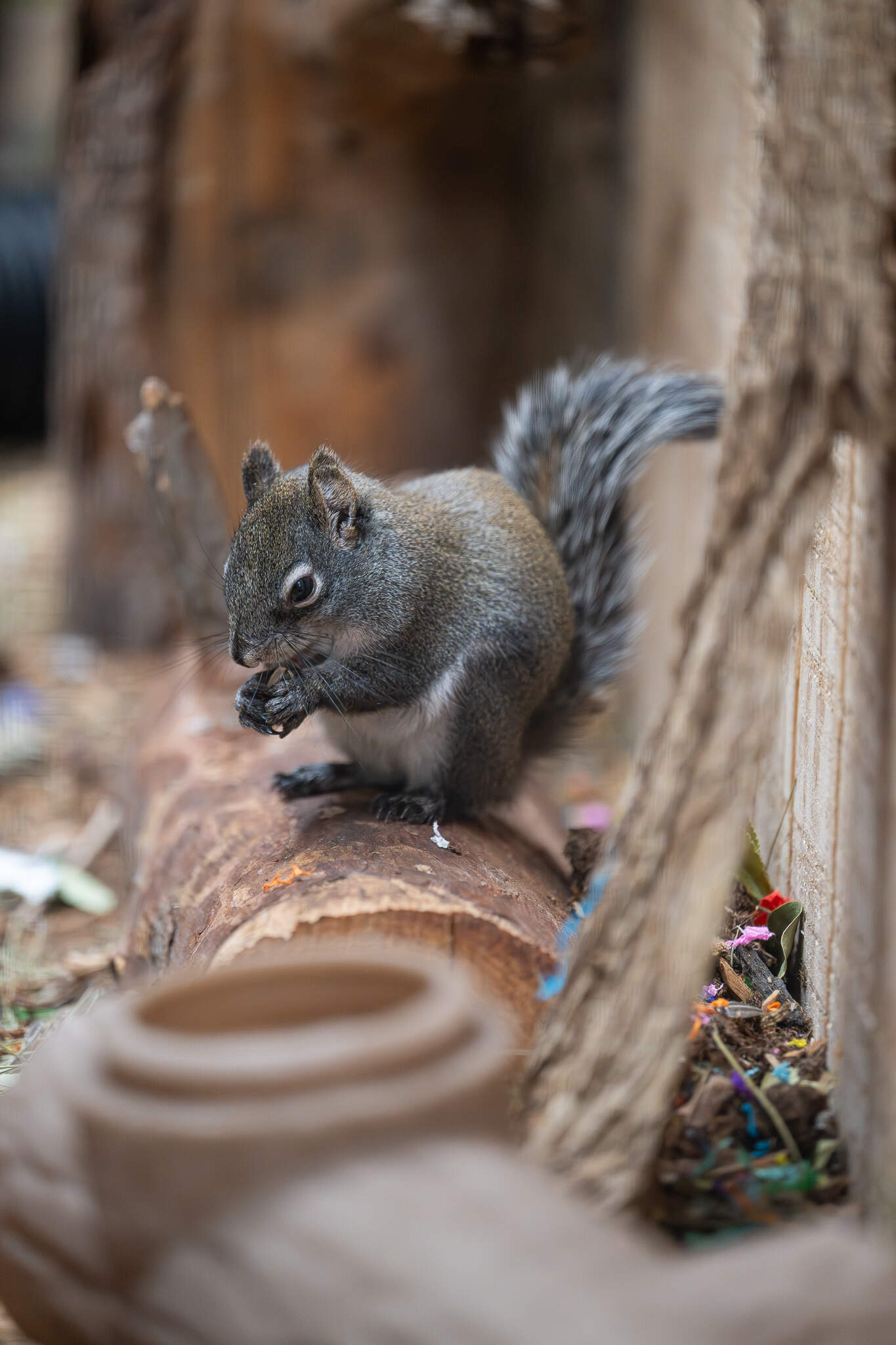 A Mt. Graham red squirrel in captivity at the Phoenix Zoo. (Courtesy Phoenix Zoo)