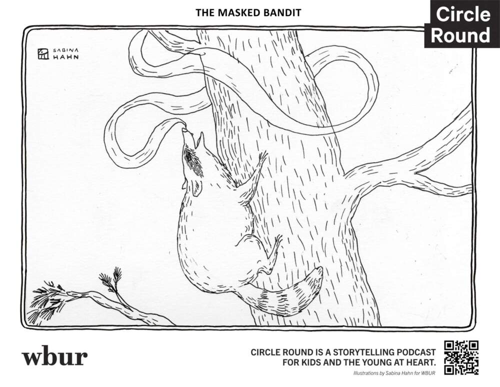 A raccoon. (Sabina Hahn for WBUR)