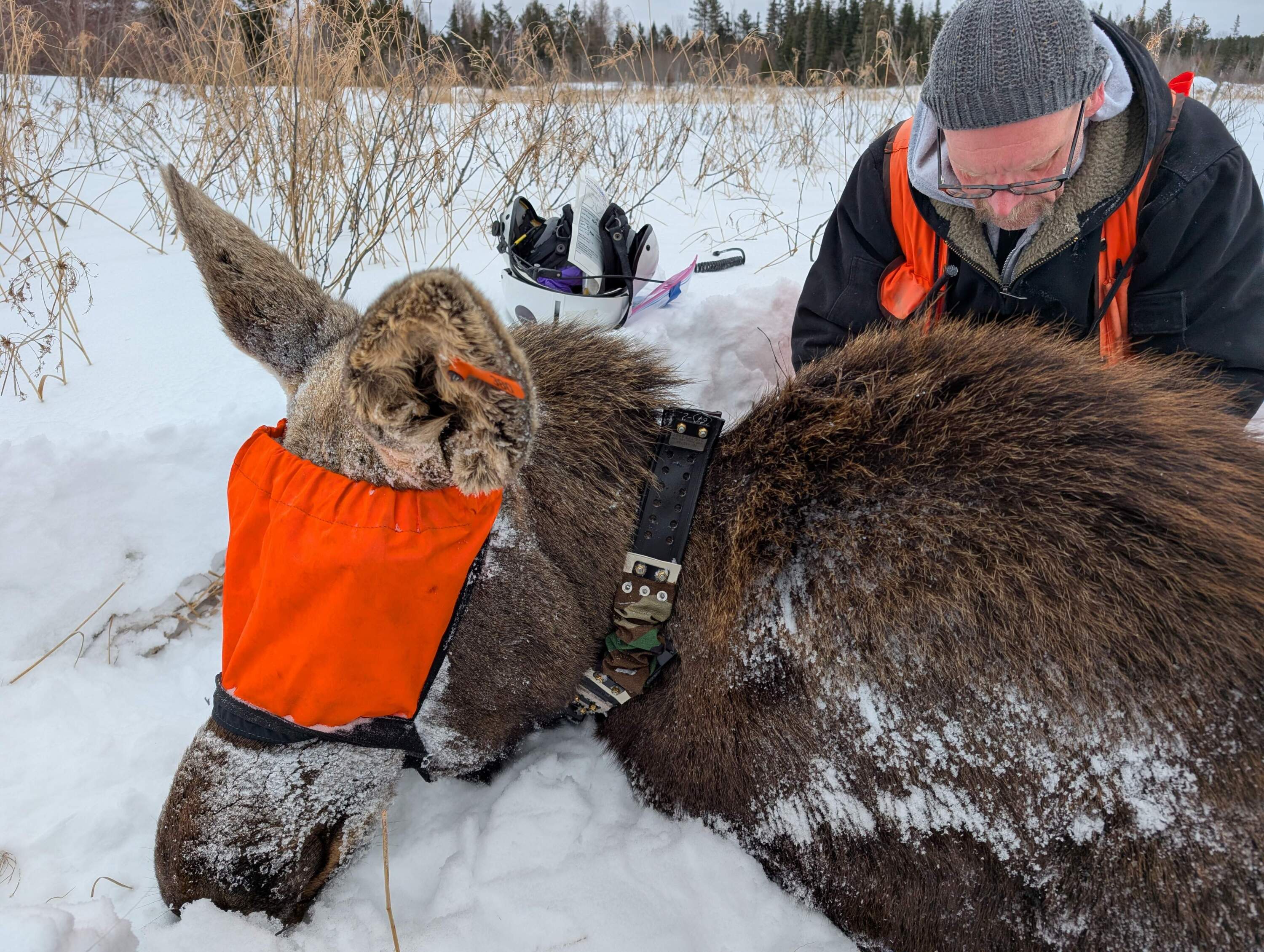 Scientist Seth Moore follows hops out to put a tracking collar on when they find a moose. (Chris Bentley/Here &amp; Now)