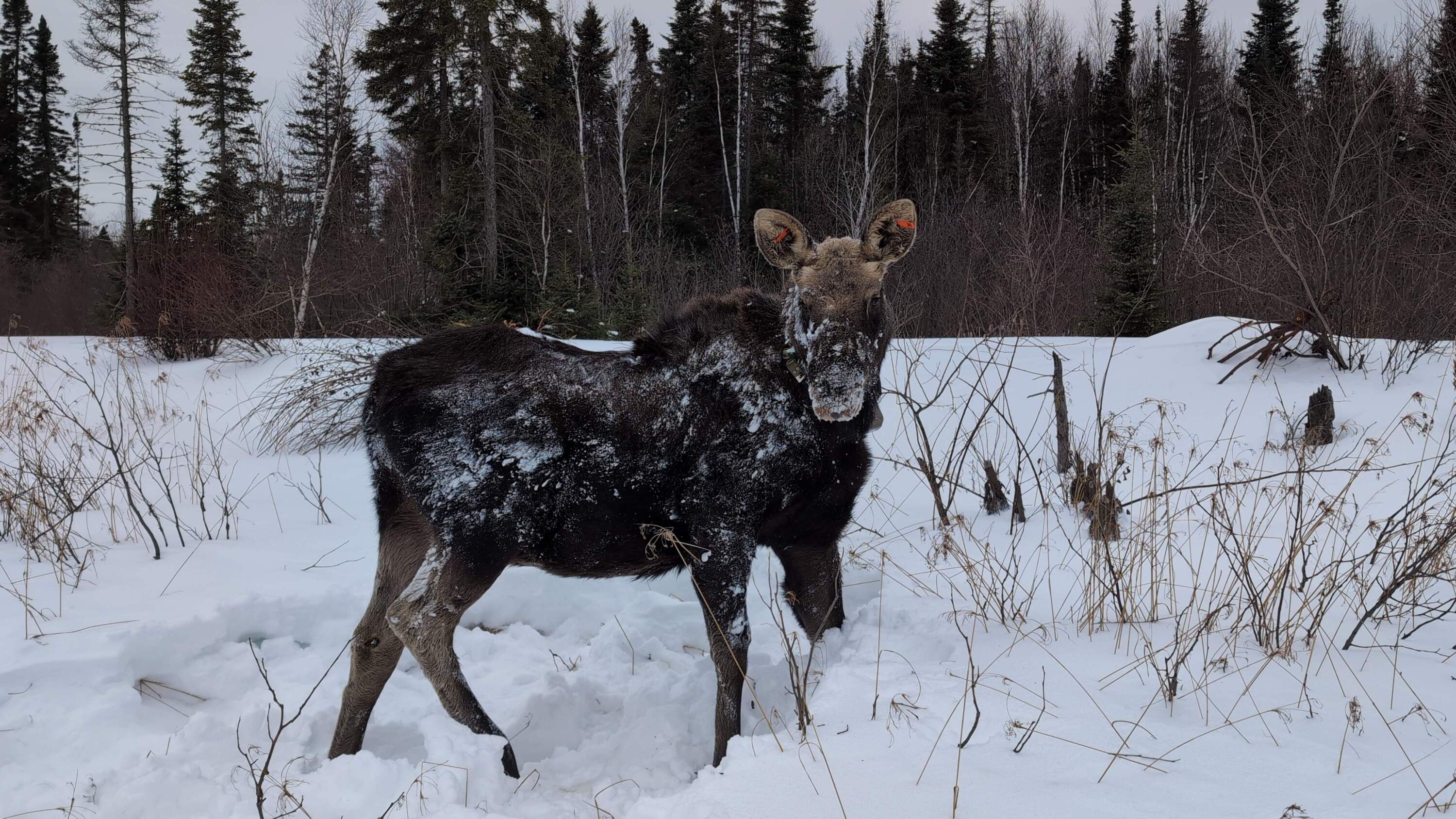 A collar collects the GPS location of the moose that wears it. (Chris Bentley/Here &amp; Now)