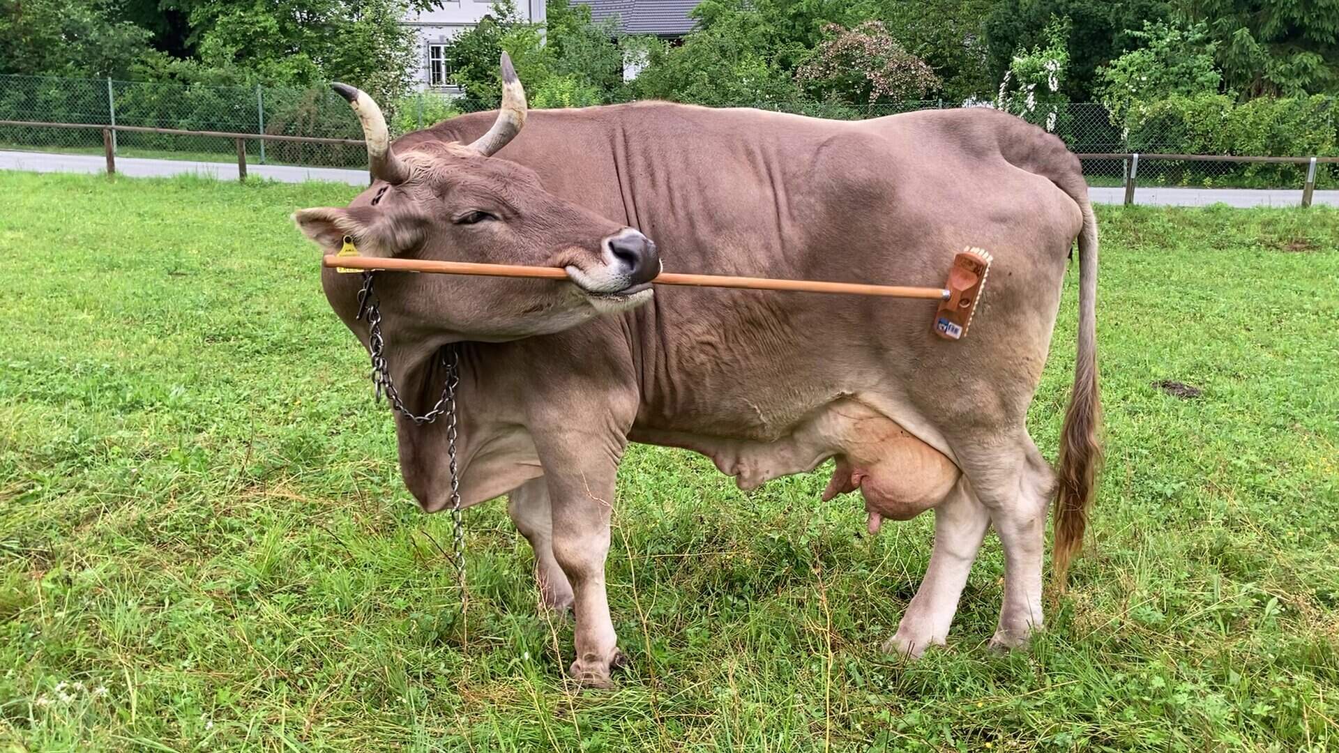 Veronika scratches herself with a broom. (Courtesy of Alice Auersperg)