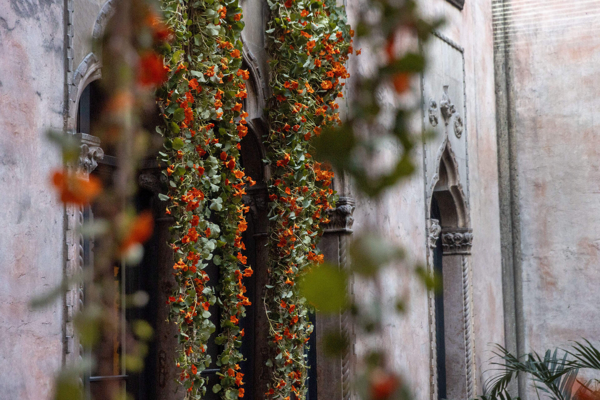 Nasturtium vines hang down the walls of the courtyard at the Isabella Stewart Gardner Museum. (Robin Lubbock/WBUR)