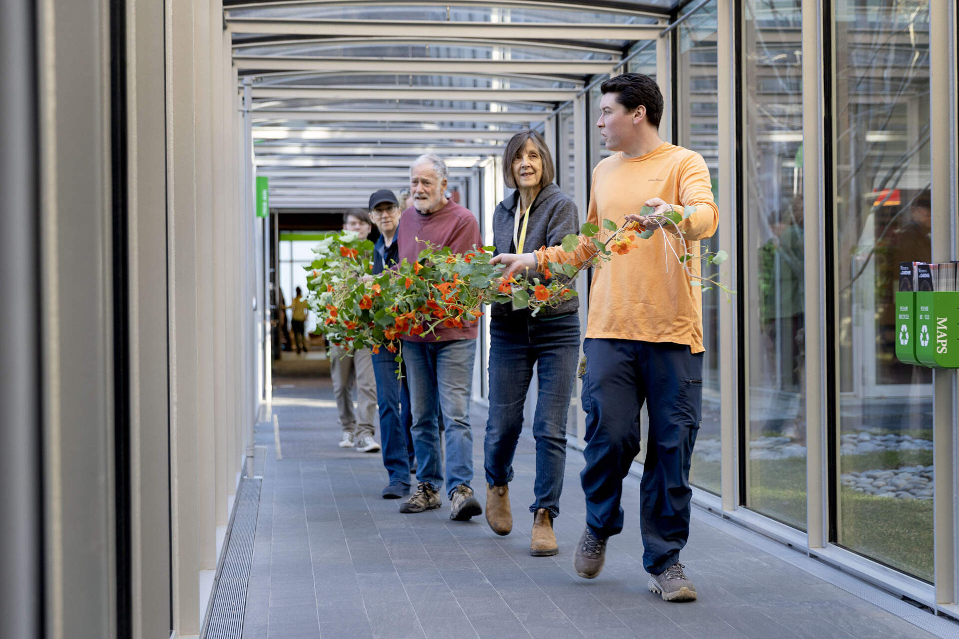 Members of the museum’s horticulture team and volunteers walk nasturtium vines to the courtyard at the Isabella Stewart Gardner Museum. (Robin Lubbock/WBUR)