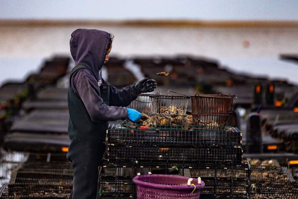 An oyster farmer harvests oysters at Indian Neck in Wellfleet. (Jesse Costa/WBUR)