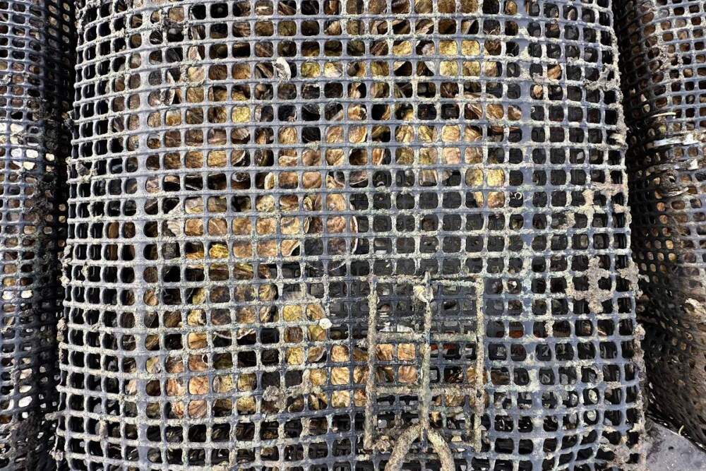 Oyster beds at Indian Neck in Wellfleet. (Jesse Costa/WBUR)