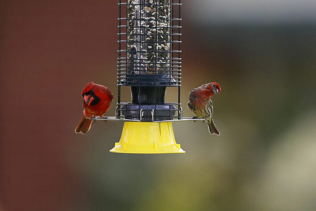 A northern cardinal, left, and a house finch are seen on a feeder, Sunday, May 10, 2020, in Lutherville-Timonium, Md. (AP Photo/Julio Cortez)