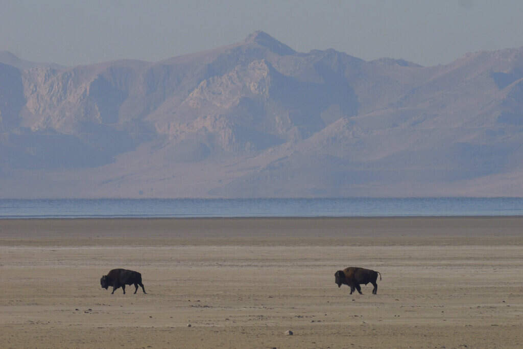 Bison walk along the receding edge of the Great Salt Lake Friday, Oct. 28, 2022, on Antelope Island, Utah. (AP Photo/Rick Bowmer)
