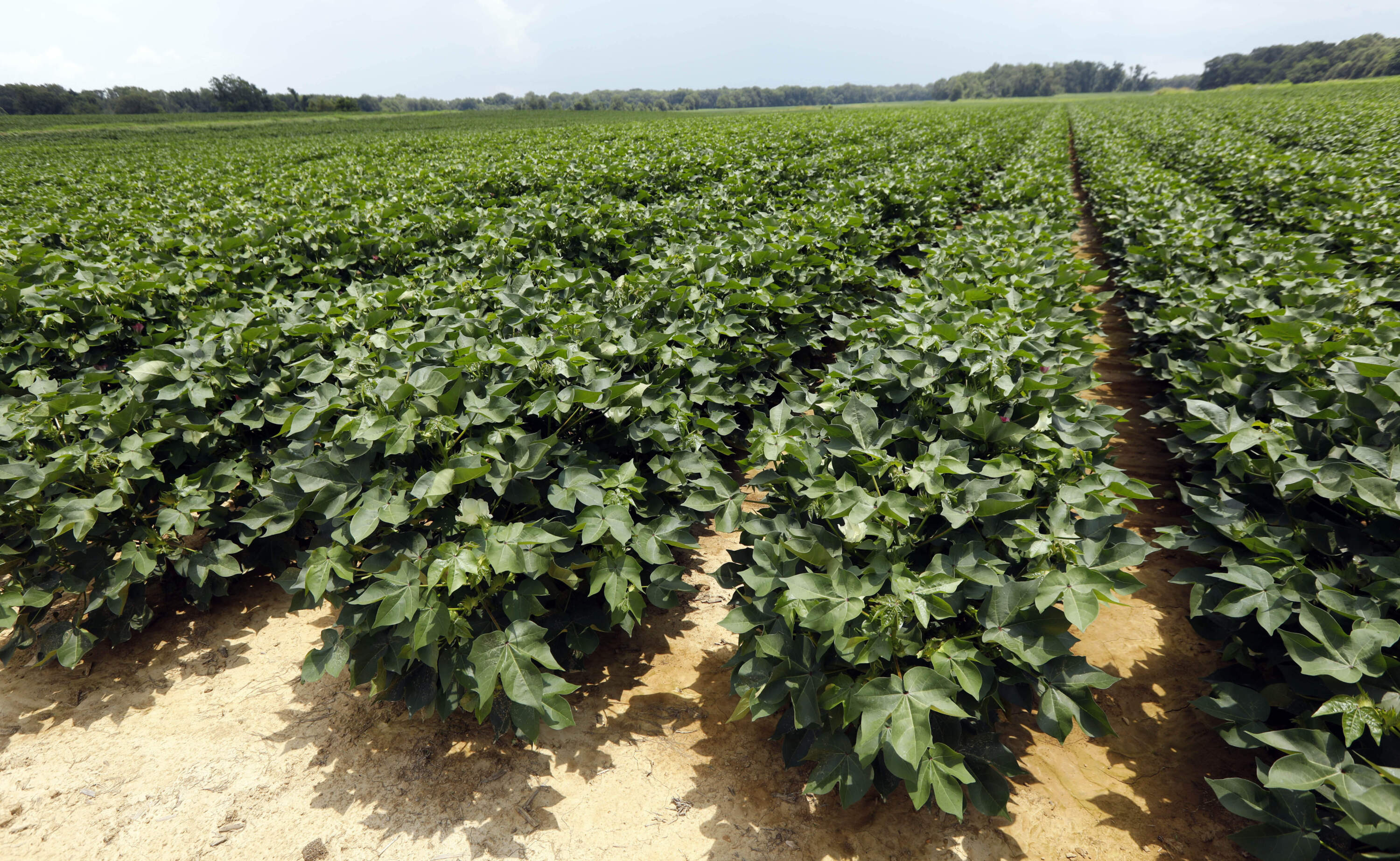 Young cotton plants cover acres on a farm in Bolton, Miss., July 13, 2018. (Rogelio V. Solis/AP)