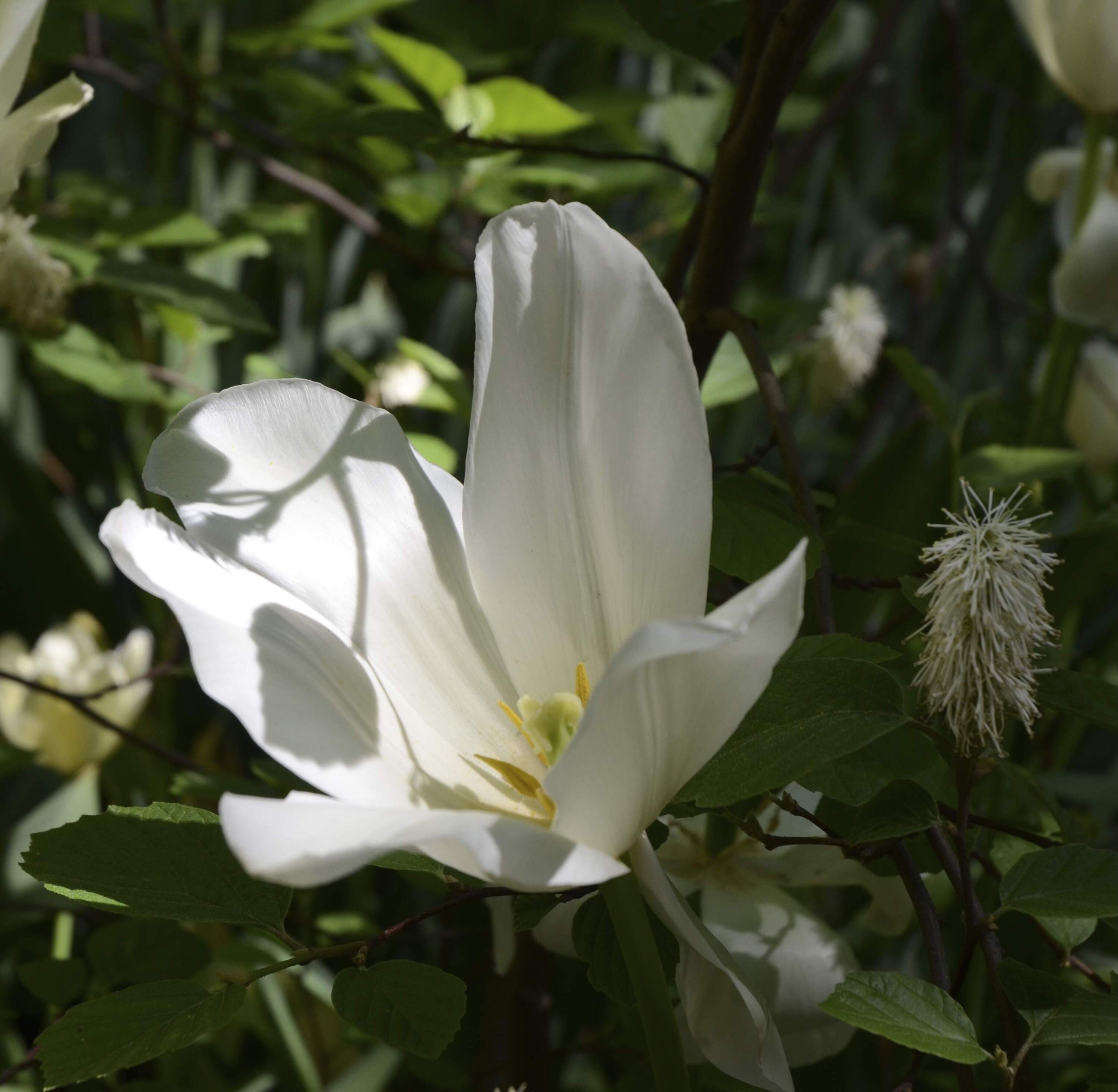 Digging Up Lily's Garden artwork