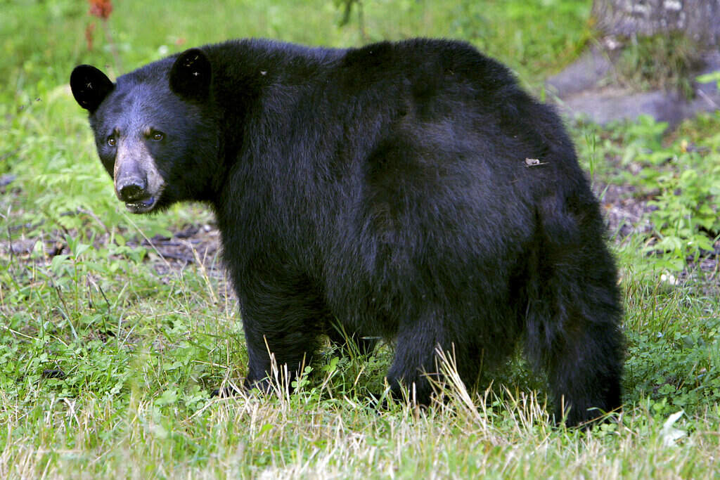 In this Wednesday Aug. 1, 2007 file photo, a black bear walks across the ground in Lyme, N.H. (Cheryl Senter/AP, File)