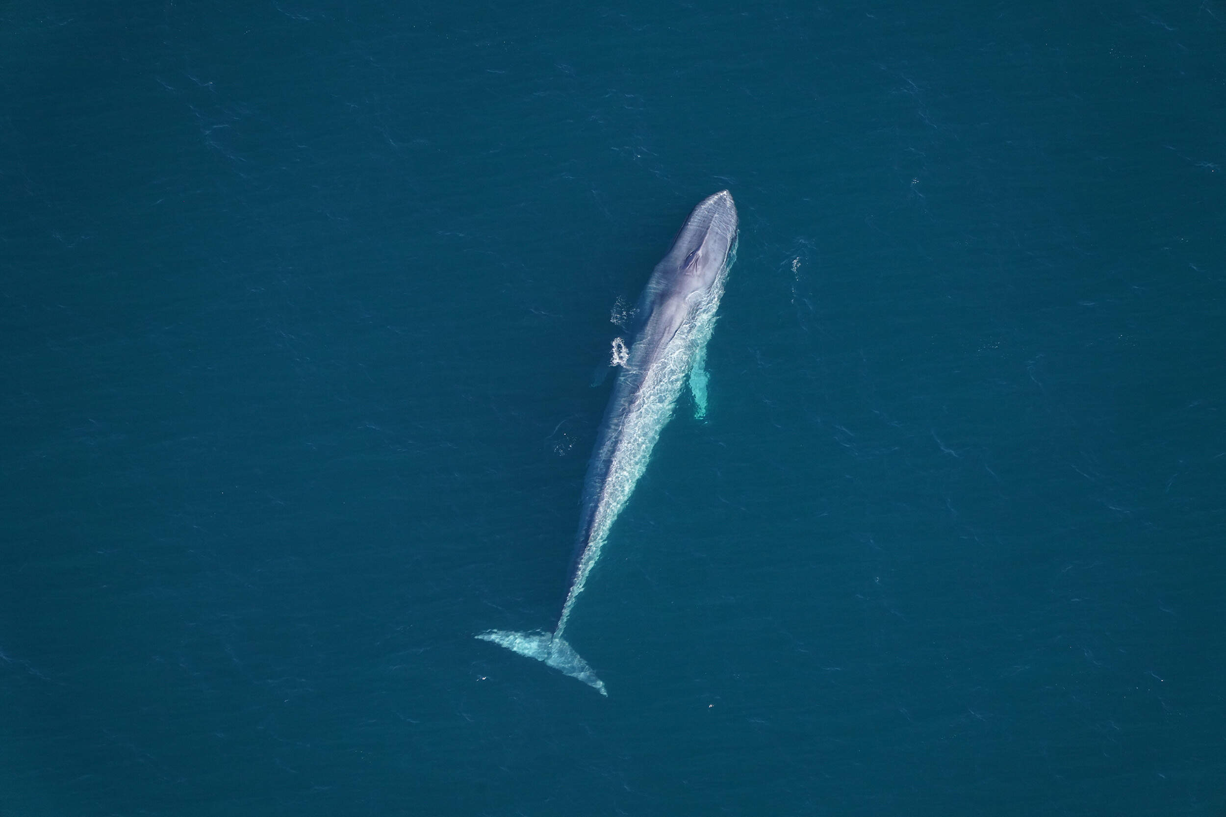 One of two blue whales sighted over southern New England waters on Feb. 28, 2026. (Courtesy of the New England Aquarium)