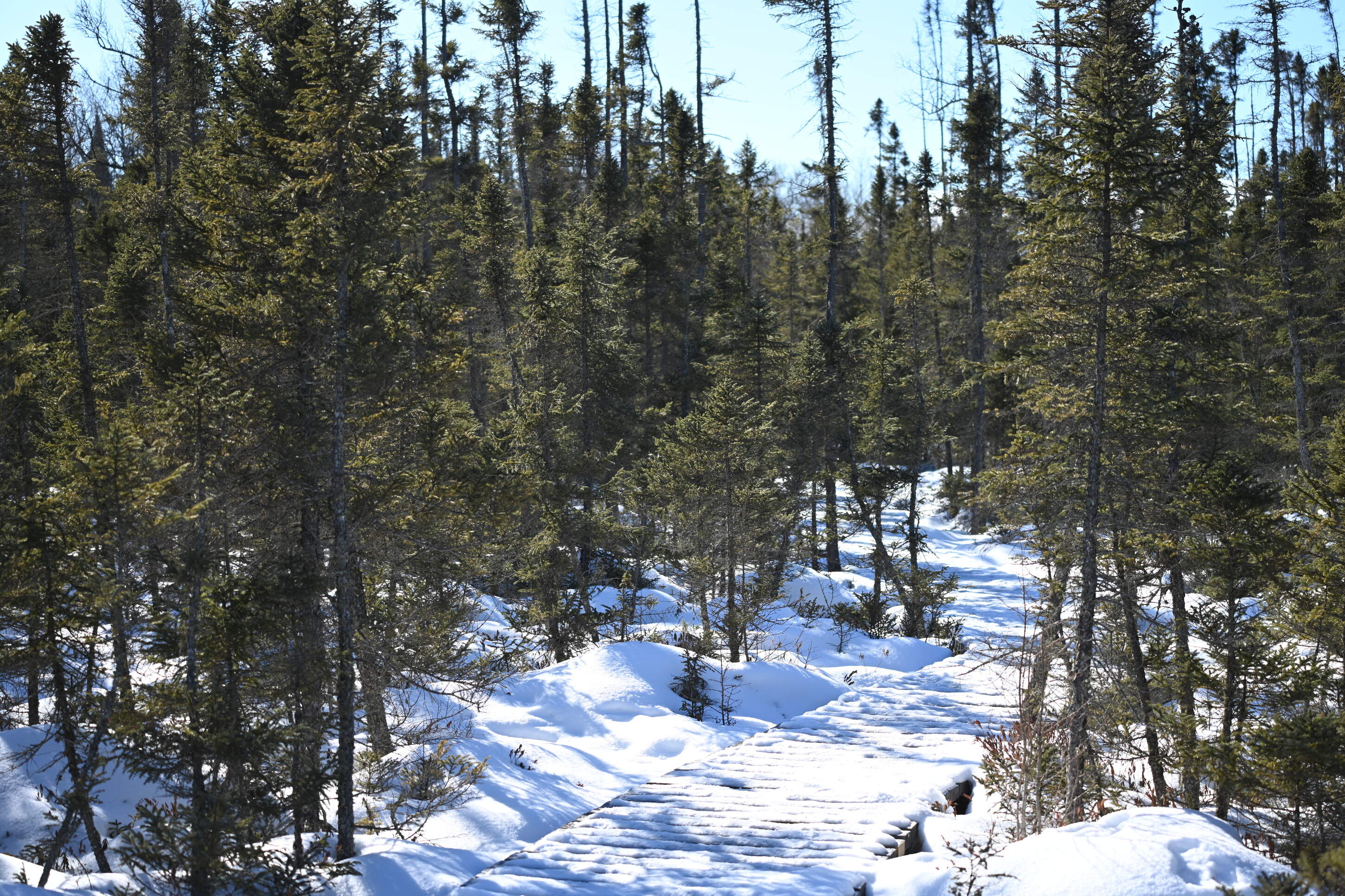 Deeper into the woods, a boardwalk carries hikers over a landscape rippled with three-foot hummocks. (Chris Bentley/Here & Now)