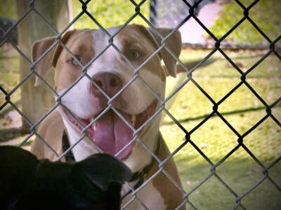 Mass. close to reaching 'no kill' animal shelter status