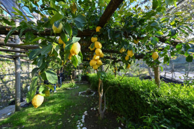 Lemons, a love story