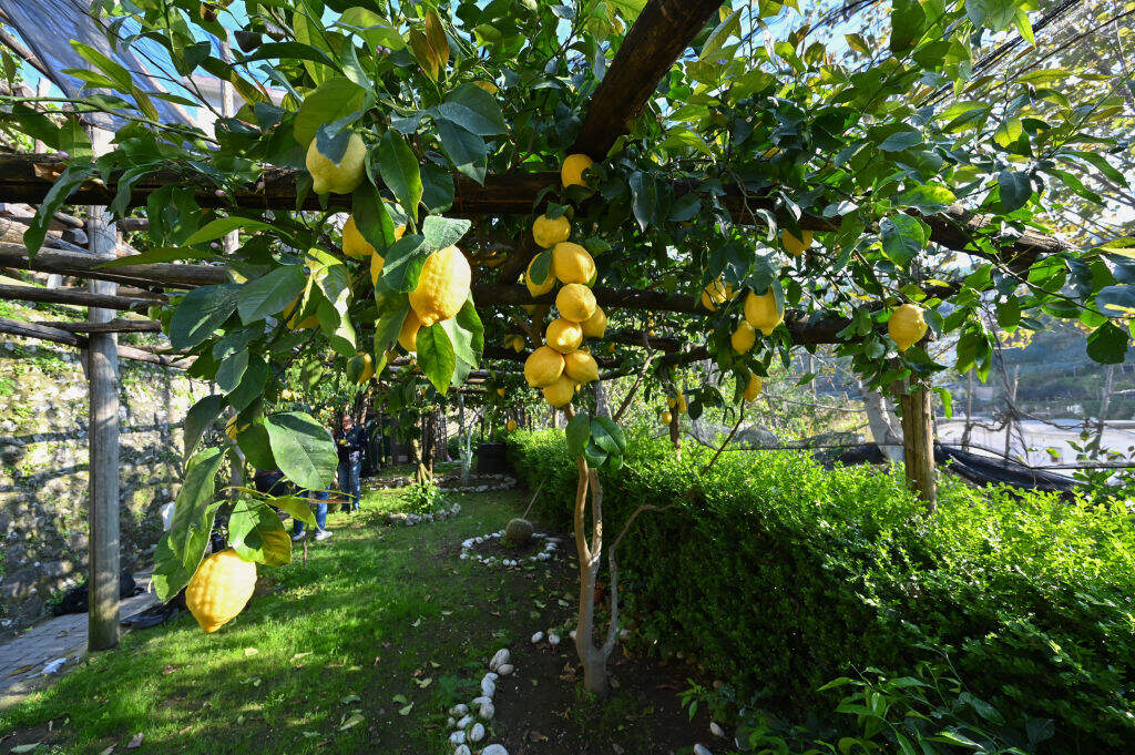 Amalfi lemons are pictured at the 'Costieragrumi De Riso' on a typical terraced garden on the Amalfi coast on April 24, 2020 in Minori, south of Naples. (Andreas Solaro/AFP via Getty Images)