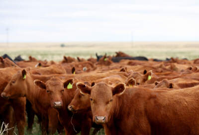 America's cattle herd reaches a 75-year low