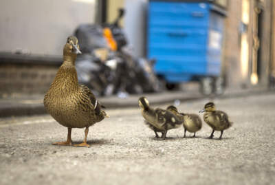 My friend, and my duck