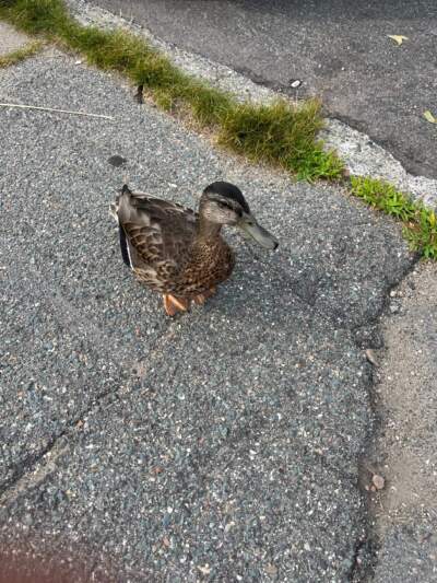 The author's duck friend, waddling along on the Marblehead Causeway. (Courtesy Phyllis Karas