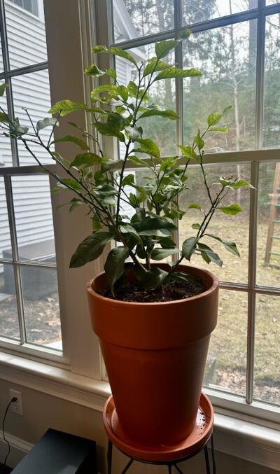 The author's new lemon tree. (Courtesy Cloe Axelson)