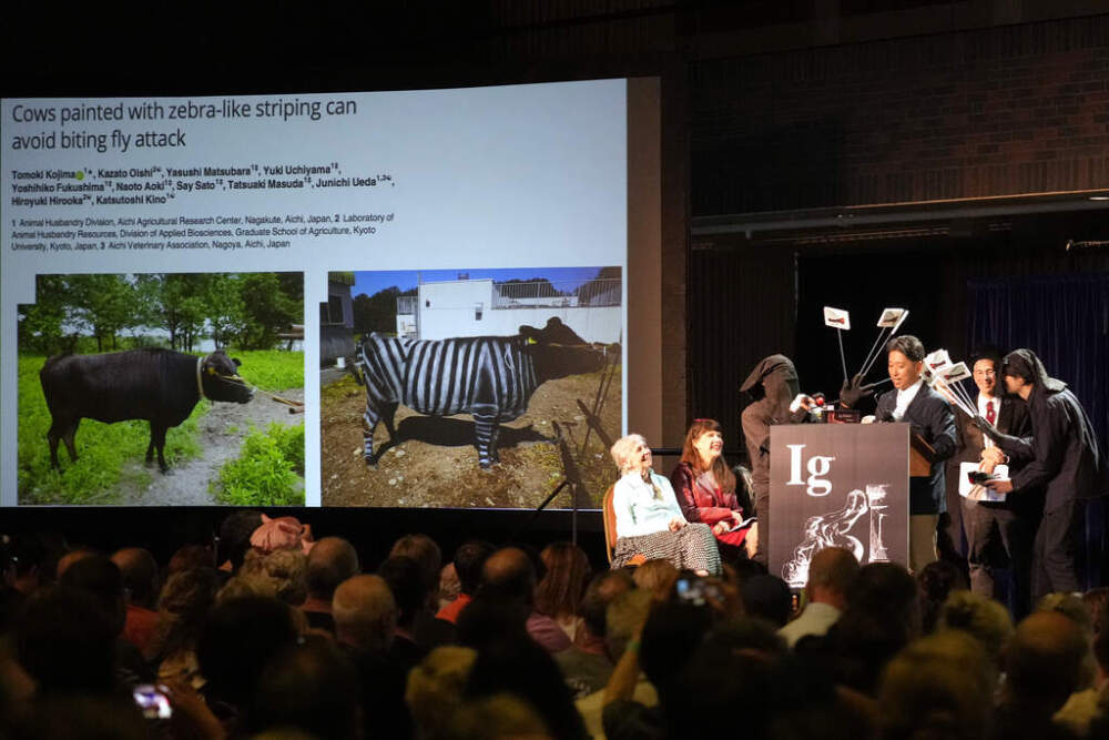The Ig Nobel Prize for biology is accepted by Tomoki Kojima, Kazato Oishi, Yasushi Matsubara, Yuki Uchiyama, Yoshihiko Fukushima, Naoto Aoki, Say Sato, Tatsuaki Masuda, Junichi Ueda, Hiroyuki Hirooka, and Katsutoshi Kino, for their experiments on cows painted with zebra-like striping. (Robert F. Bukaty/AP, File)