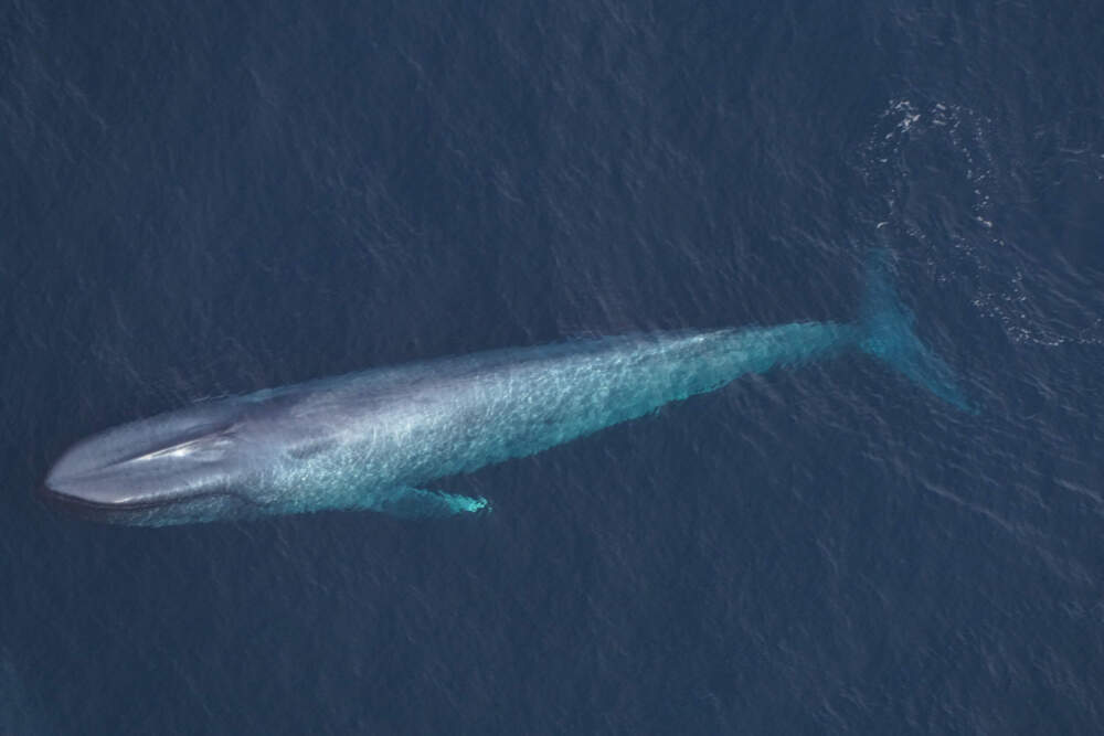 A blue whale seen by the New England Aquarium’s aerial survey team over Northeast Canyons and Seamounts Marine National Monument on Feb. 27, 2026. (Courtesy of the New England Aquarium)