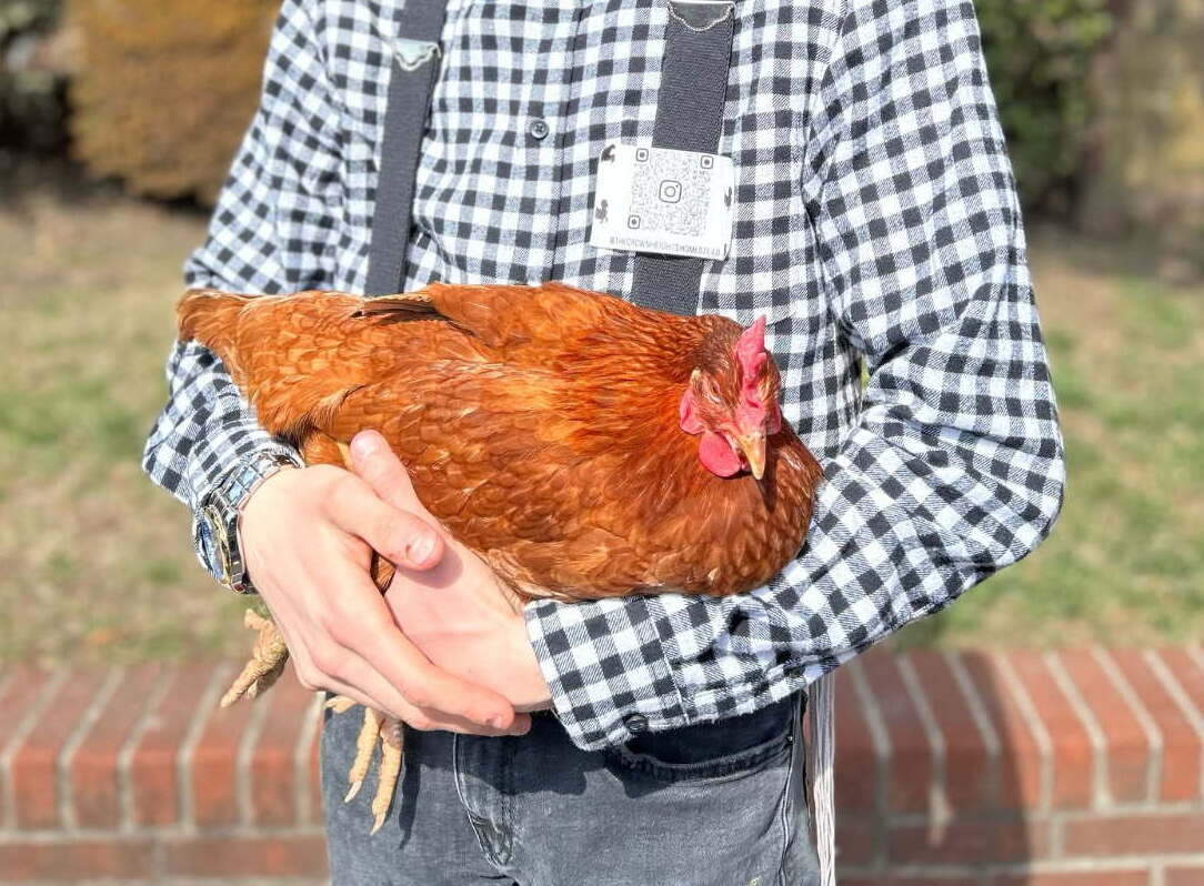 Daniel Yeroshalmi holds one of his 20 hens. (Courtesy of Daniel Yeroshalmi)