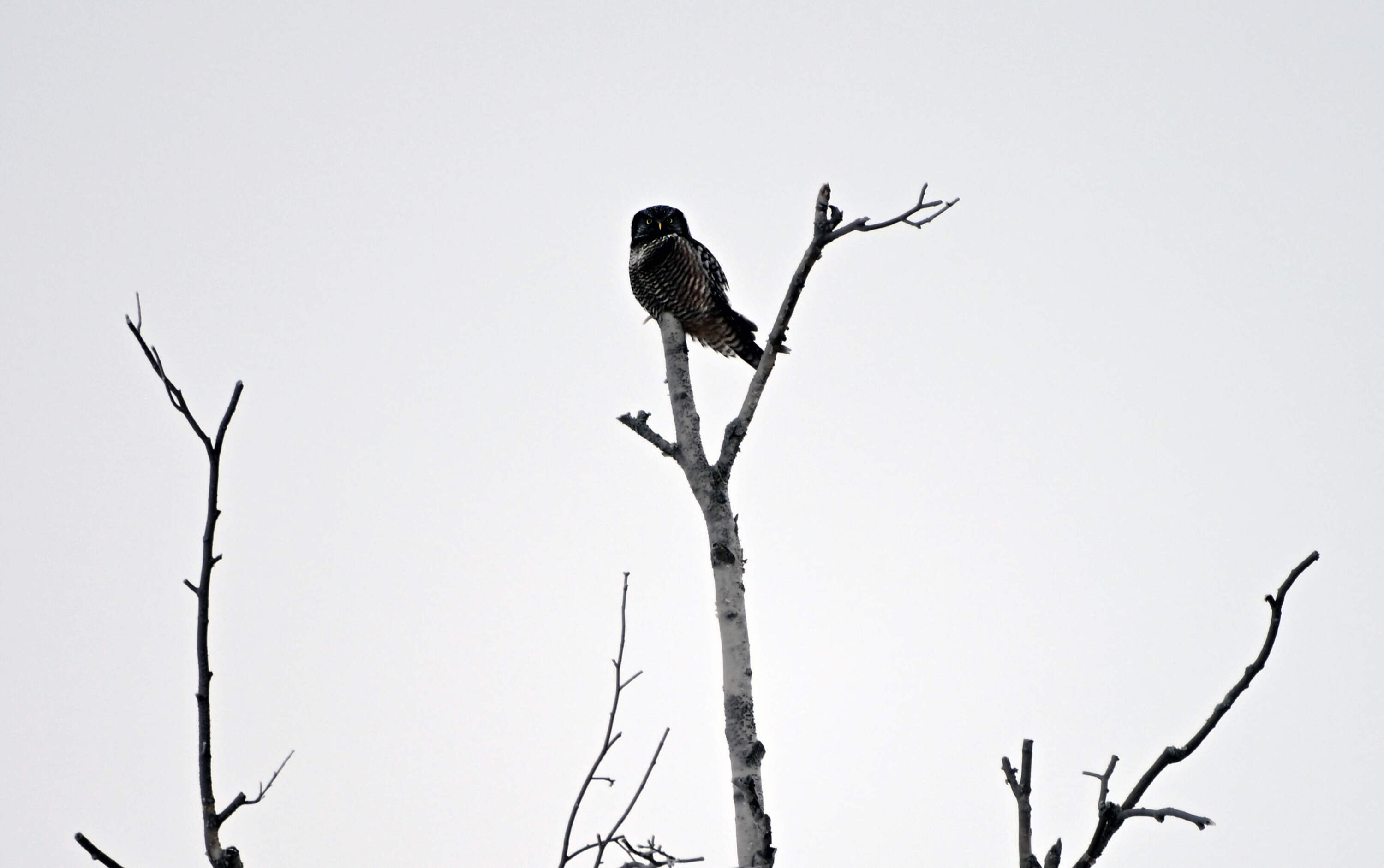 A northern hawk owl. (Chris Bentley/Here & Now)
