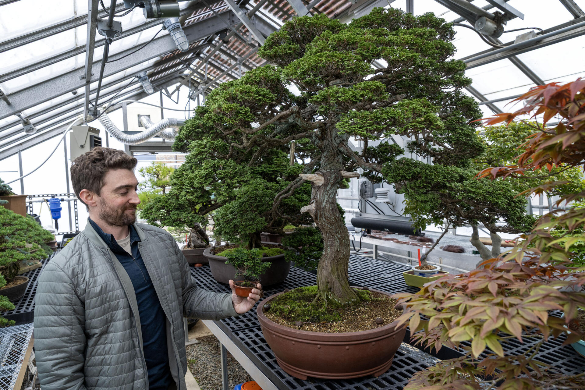 Arnold Arboretum bonsai curator Chris Copeland stands by a hinoki cypress started in 1737, previously owned by Larz Anderson. Copeland holds a clone of the tree, started in 2017. (Robin Lubbock/WBUR)