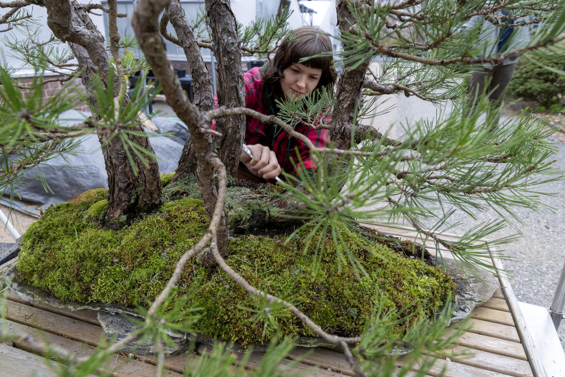 Seasonal gardener Aberdeen Bird works on the moss at the base of a bonsai pine at the Arnold Arboretum in Boston. (Robin Lubbock/WBUR)