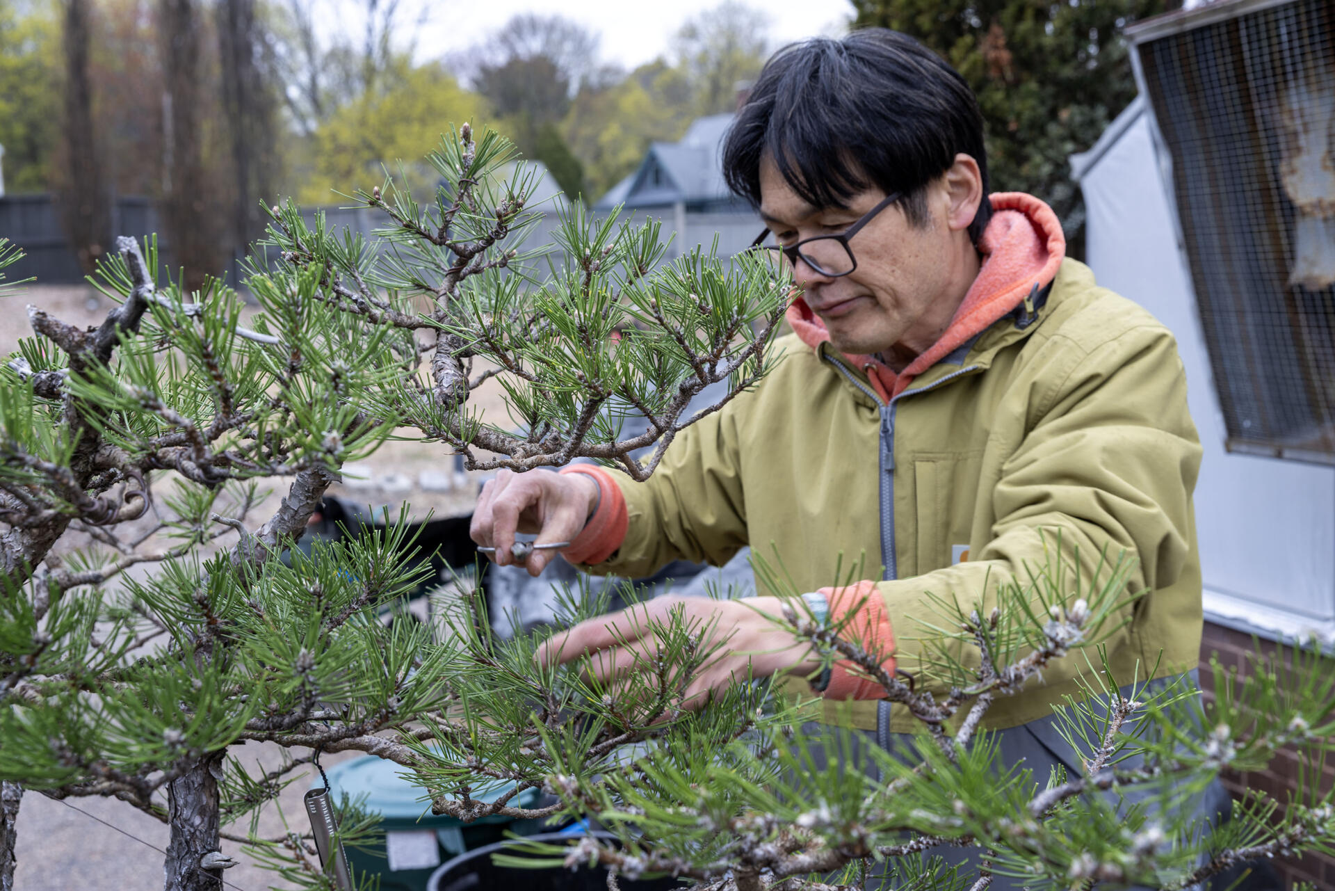 Bonsai specialist Jun Imabayashi trims a bonsai pine at the Arnold Arboretum. (Robin Lubbock/WBUR)