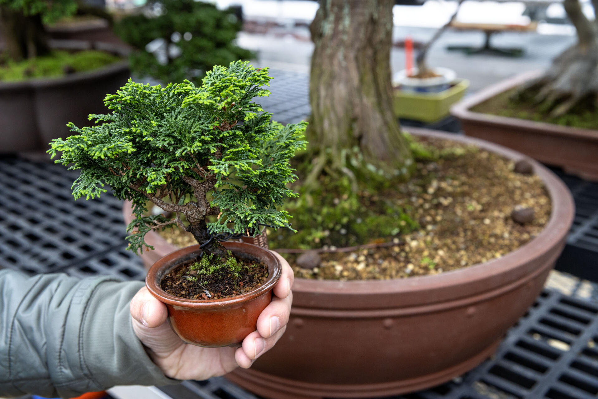 A bonsai bonanza: The Arnold Arboretum's tiniest trees return to